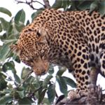 Leopard in tree